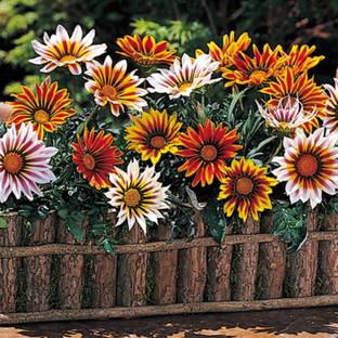 MHIMI Gazania/African Daisy Plant