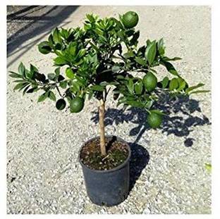 Qualtivate ™ Darjeeling variety Mosambi Citrus Limetta Plant Seed