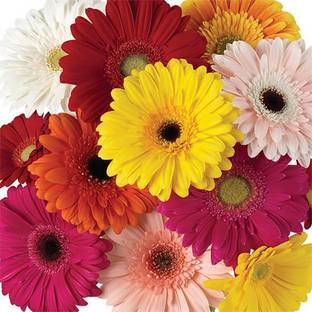 Audbhidhi Hybrid Gerbera Seeds for All Season Gardening Seed