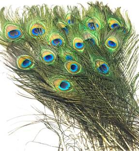 imtion 6 pcs peacock feather | more pankh |feather tails | original full length | pack of 6 pcs feathers mor pankh best quality decoration work-Green