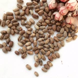 Green World PHOENIX PALM Seed