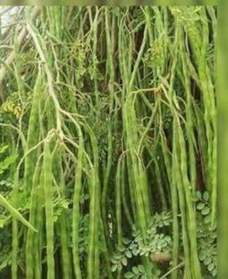 Pioneer Natural Sajina, Sojna, Sainjna, Sajana, Munagha Seed