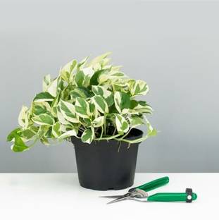 Click to purchase White Money Plant