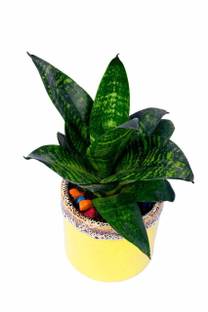 oodlesfly Snake Plant