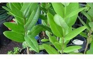 ई जेनरिक्स सफेद चंदन का पौधा पौधा