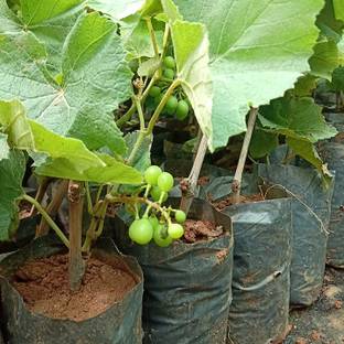 Ukaanda Grapes Plant