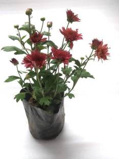 Click to purchase Chrysanthemums/ Guldavari Plant
