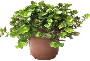 Gardener Turtle Vine Plant