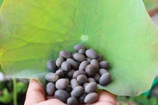 JoyProDeals 20 Lotus Seeds, Kamal Gutta, Melluni padmamu, Thangjing Seed