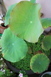 JoyProDeals 40 Lotus Seeds, Kamal Gutta, Melluni padmamu, Thangjing Seed