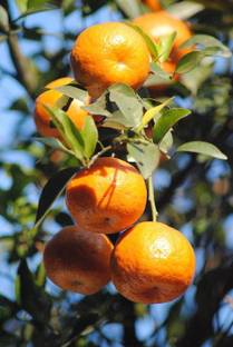 K.K.Enterprise Orange Plant