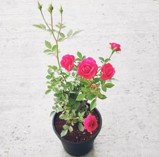 ROYAL NURSERY Rose Plant
