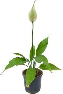 DELOREA Peace Lily Plant