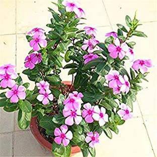 PALAK Sadabahar Plant