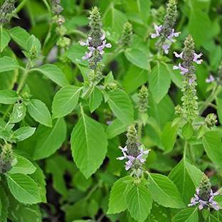 HERBALISM Tulsi Plant