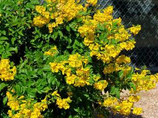 Kapebonavista tecoma gaudichaudi plant, it is a plant not a seed Seed