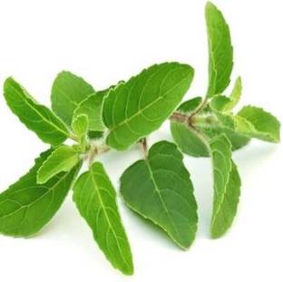 Unique garden Tulsi Plant