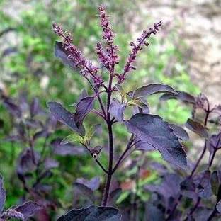 CosaCentrum Tulsi Plant