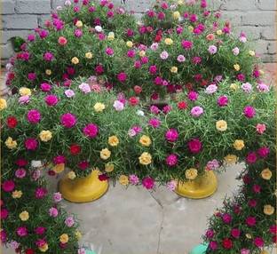 Risenshine Portulaca Plant
