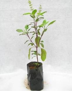 Unique garden Tulsi Plant