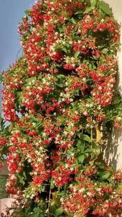 Greenery Nursery Madhumalti/Rangoon Creeper