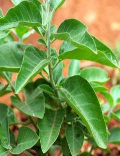 YOUNG STAR (USA*11) PREMIUM 100% GERMINATION IMPORTED HYBRID 50 ASHWAGANDHA SEED, ASHWAGANDHA Seed