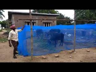 buyagain Polyester Infants Washable Animal Mosquito Nets for Cow/Buffalo (20 x 10 x 10 ft, Multicolour) Mosquito Net