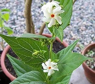 Click to purchase Parijat/Harsingar Plant