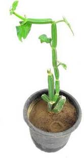 the Secret Store Cissus Plant