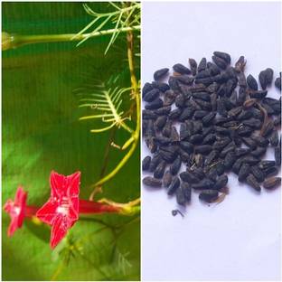 NATUREPETALS cypress vine Seed