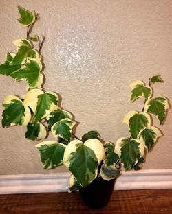 Mangal murti plant Ivy Plant