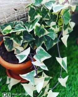 Mangal murti plant Ivy Plant