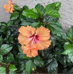 Click to purchase Hibiscus Plant