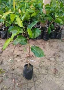 EdensField Java Plum Plant