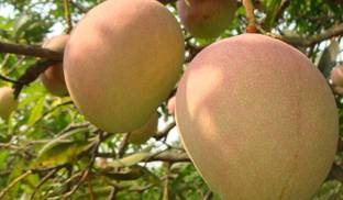 Himsagar Mango Plant