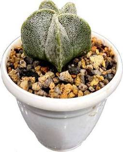 GRRENGROW Moon Cactus Plant
