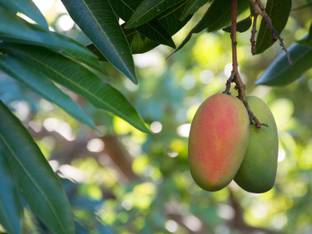 GreenyOn Mango Plant