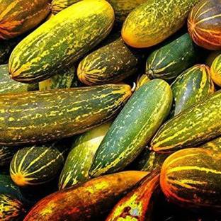 Qualtivate ™ Hybrid Rare Yellow Cucumber Vegetable Seeds(90 Seeds) Seed