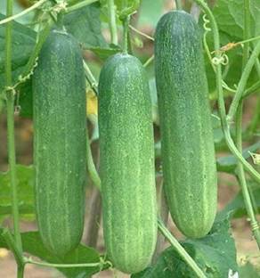 Qualtivate ® Cucumber F-1 Hybrid(30 Seeds) Seed