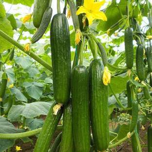 Qualtivate ™ Green Cucumber Seeds - Long Hybrid Vegetable Seeds(10 Seeds) Seed