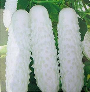 Qualtivate cucumber Seed