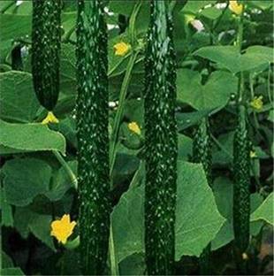 WILLVINE Seeds Cucumber Plant Fruit Vegetable Seed