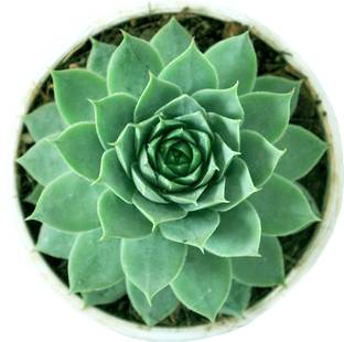 PEDPOUDHE Laxmi Kamal Plant