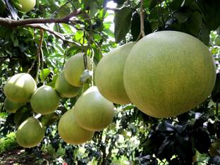 Vamsha Nature Care Pomegranate Plant