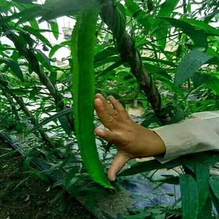 CYBEXIS Winged Bean Seeds200 Seeds Seed