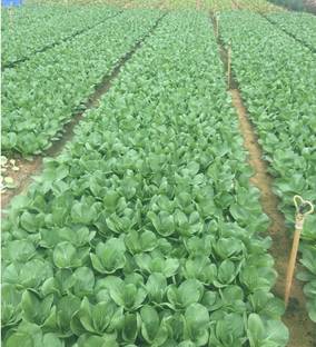 Qualtivate ® Organic Chinese Cabbage Bok Choy Seeds Seed