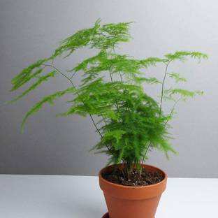 CYBEXIS Asparagus Plumosus Fern Houseplant Seeds200 Seeds Seed