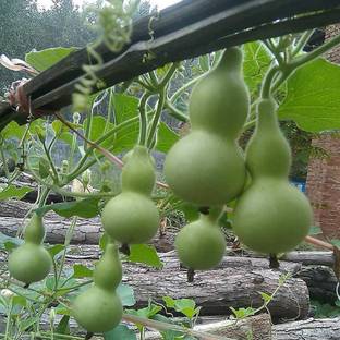 CYBEXIS Mini Bottle Gourd Seeds200 Seeds Seed