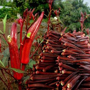 Qualtivate ® Fresh Sweet Most Popular Red Okra Seeds Seed