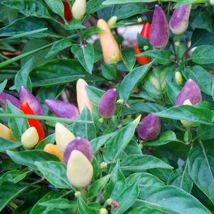 Qualtivate Chilli Seed